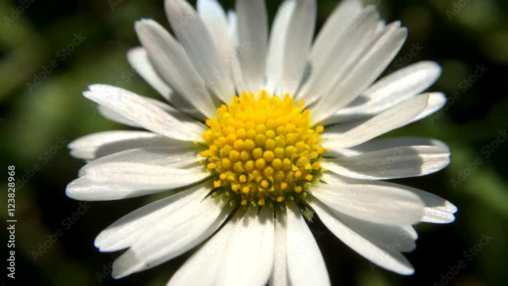 Gänseblümchen leuchted in der Herbstsonne Gänseblümchen leuchted in der Herbstsonne