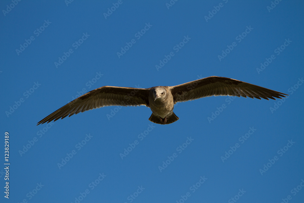 Flying seagull bird on beautiful sky background Flying seagull bird on beautiful sky background