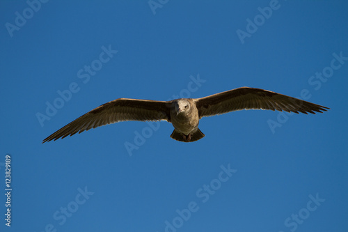 Flying seagull bird on beautiful sky background