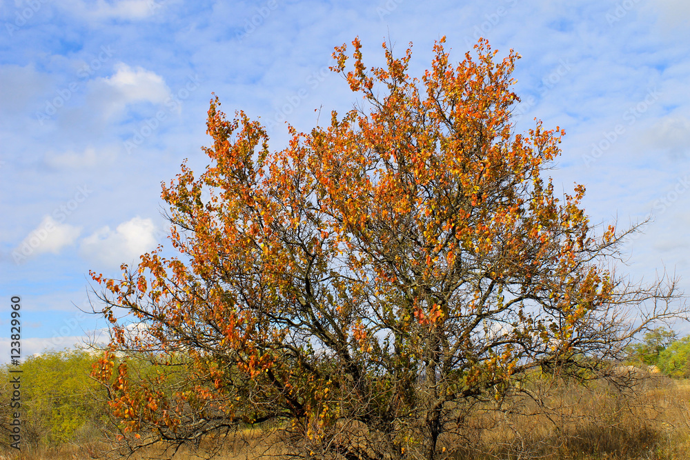 Alone apricot tree against blue sky on autumn Alone apricot tree against blue sky on autumn