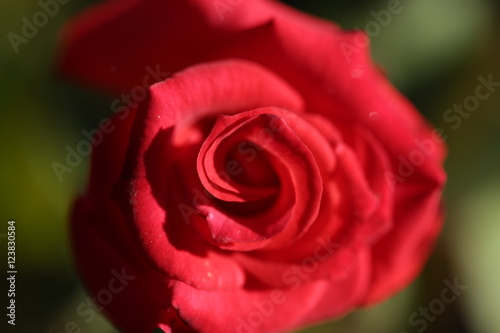 Beautiful Red Rose with blurry background