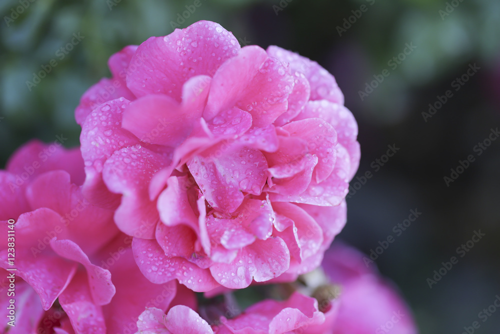 Abstract beautiful pink flower with water drops for background Abstract beautiful pink flower with water drops for background