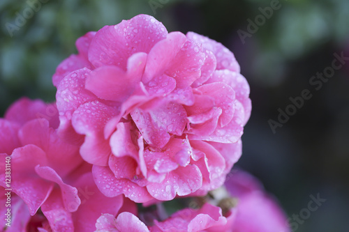 Abstract beautiful pink flower with water drops for background 