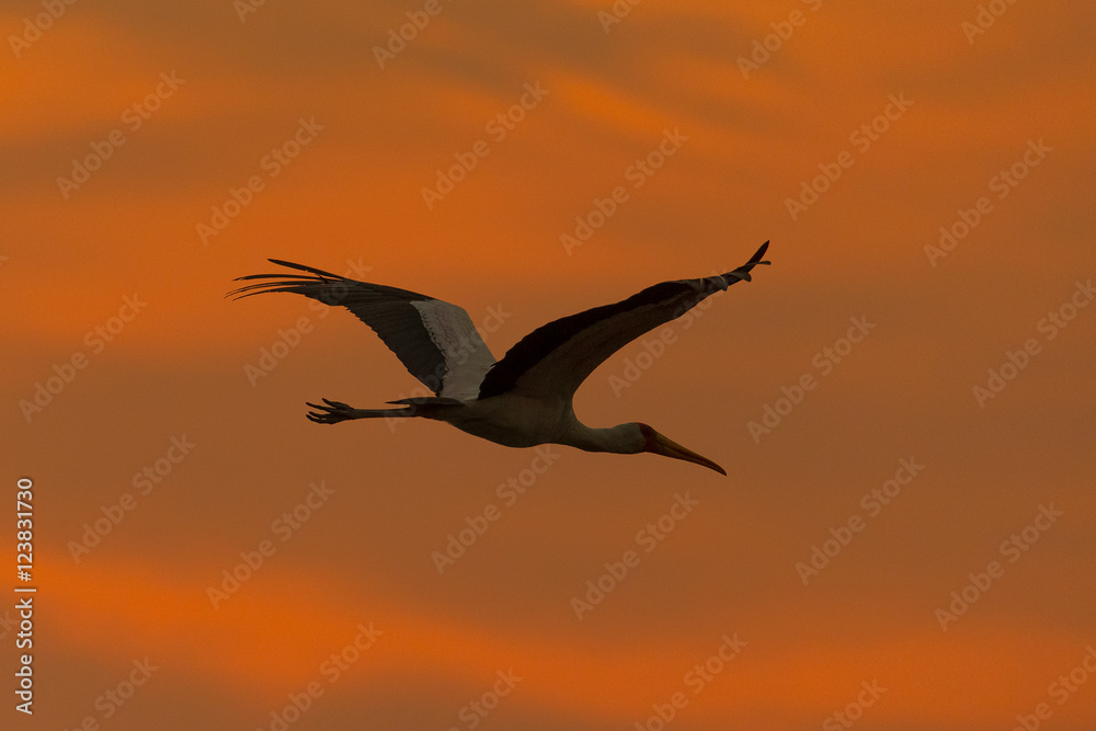 Fototapeta premium Nimmersatt bei Sonnenaufgang / Yellow Billed Stork at sunrise