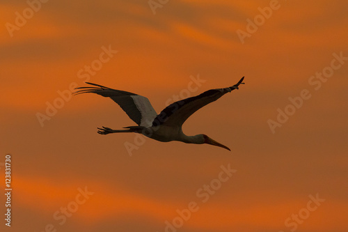 Nimmersatt bei Sonnenaufgang / Yellow Billed Stork at sunrise
