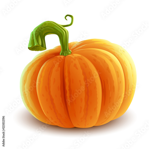 pumpkin illustration
