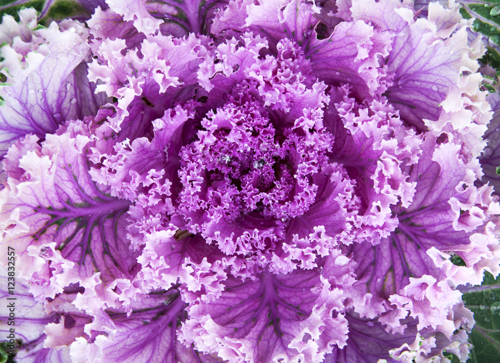 close up purple cabbage