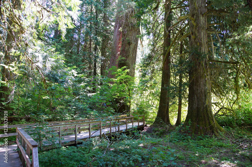 Old growth Western Redcedars photo