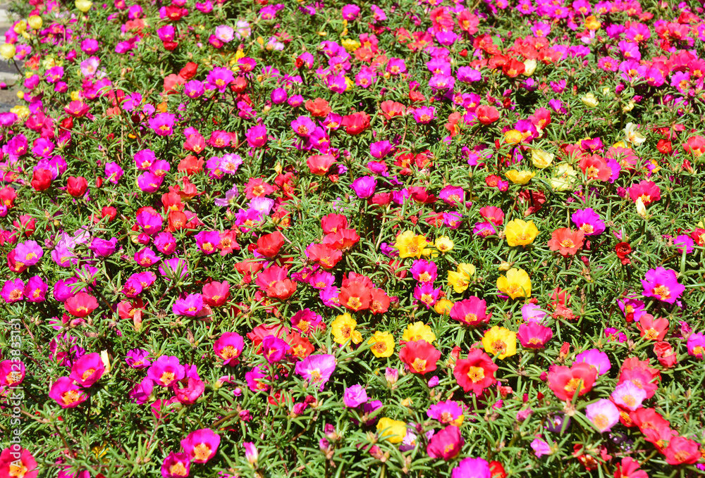 Close up on colorful garden flowerbed of hogweed or Portulaca also known as moss roses as a background