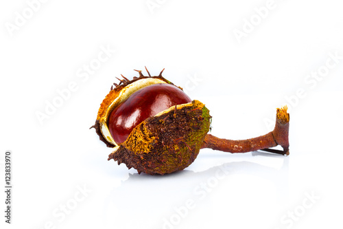 Horse chestnut seed in case on a white background