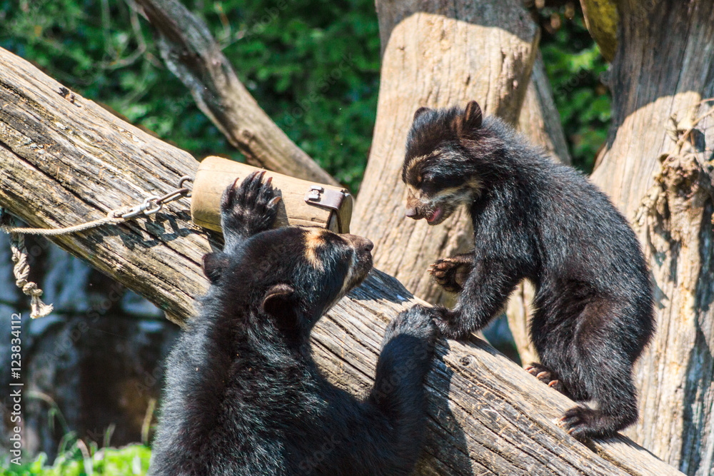 Obraz premium mom and baby bear