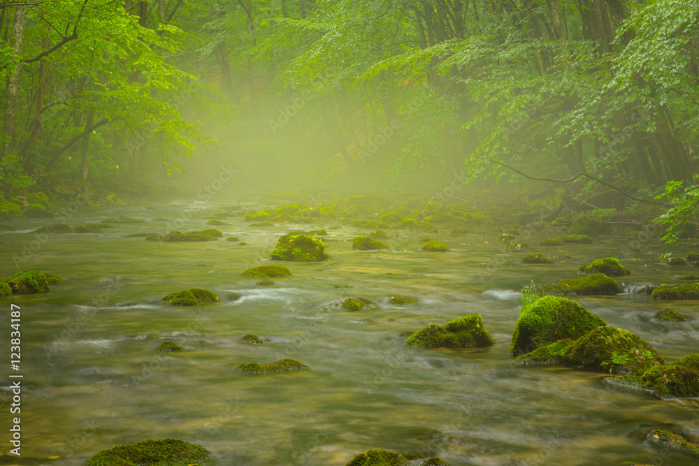 Misty wild river and magic light in the forest in spring Misty wild river and magic light in the forest in spring