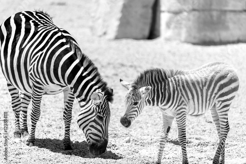 Protective Zebra Mother And Calf In African Savanna