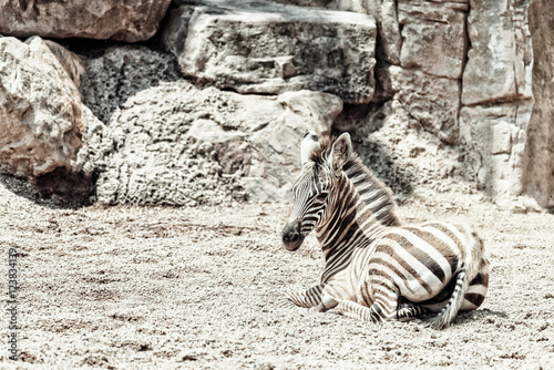 Baby Zebra In African Savanna