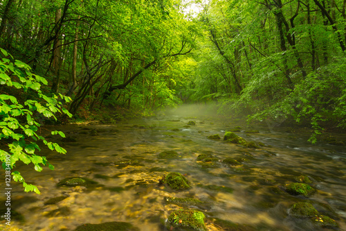 Misty wild river and magic light in the forest in spring