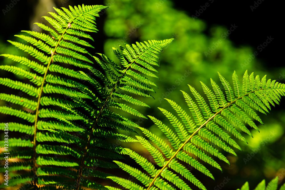 Fern leaves with beautiful pattern under bright light in spring, in a mountain forest Fern leaves with beautiful pattern under bright light in spring, in a mountain forest