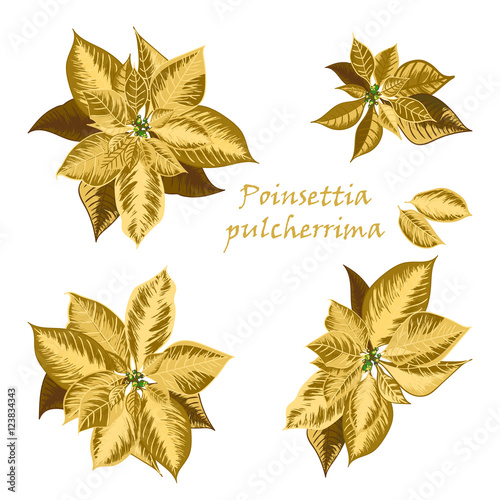 Set of Poinsettia flowers in golden color