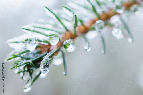 Spruce twigs. On pins and needles hanging frozen droplets of ice.