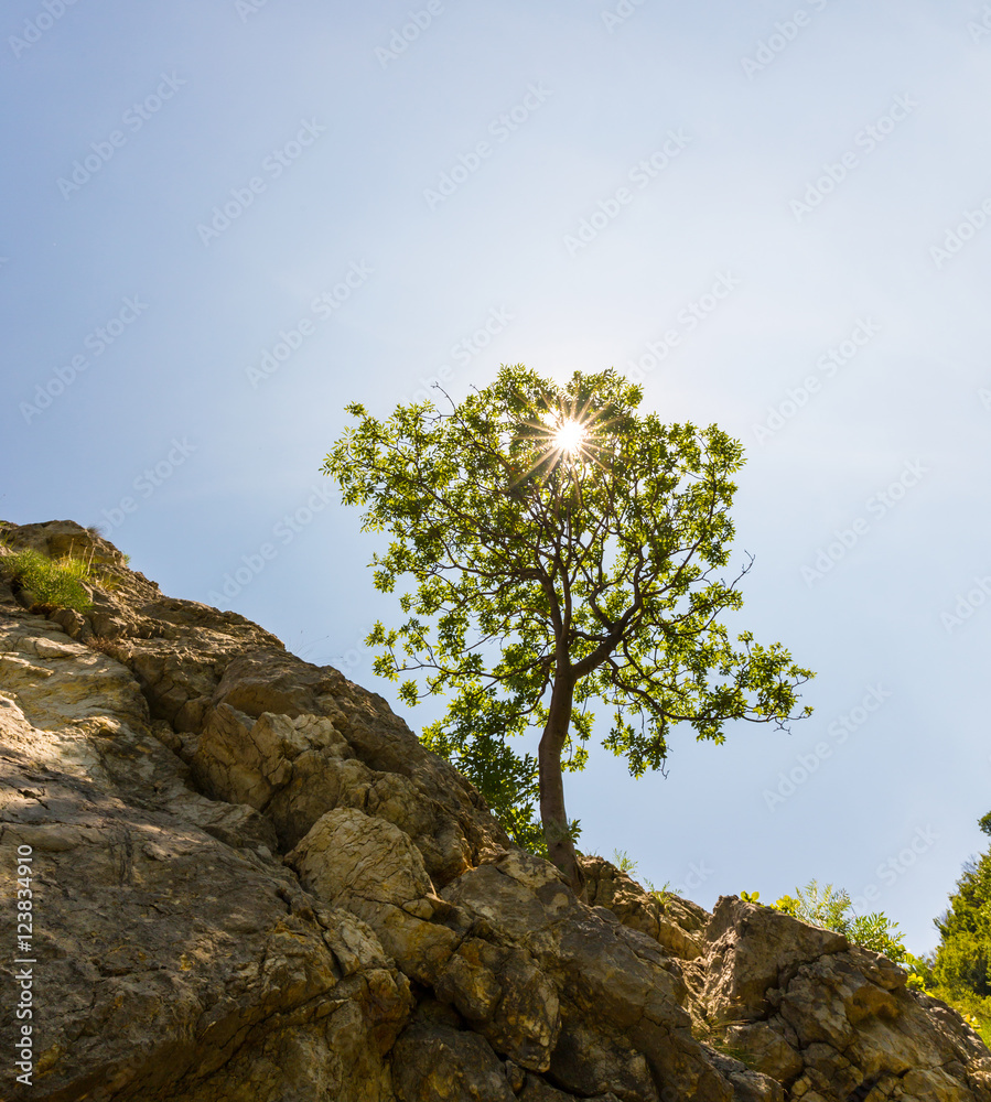 Lonely tree in spring, hanging from rocks in the mountains, isolated on clear background Lonely tree in spring, hanging from rocks in the mountains, isolated on clear background