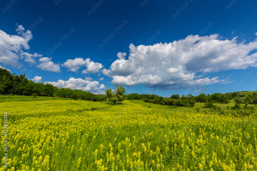 Beautiful and refreshing rural fields in spring, with vibrant green foliage