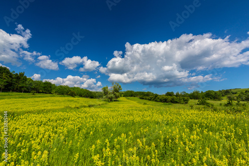 Beautiful and refreshing rural fields in spring  with vibrant green foliage
