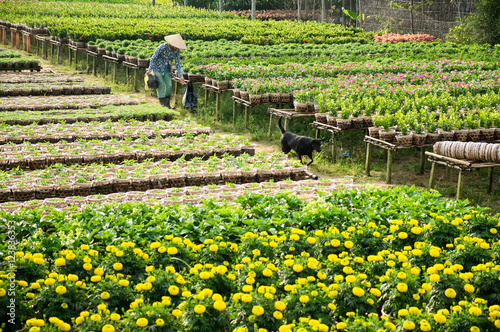 A gardener and her dog in her garden in Sa Dec, Dong Thap, Vietnam. Sadec (Sa Dec) is place product many flower for Lunar New Year (Tet holiday)
