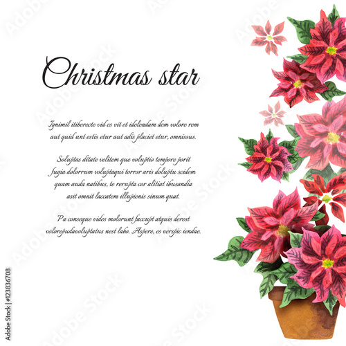 Poinsettia. Christmas star. Watercolor template