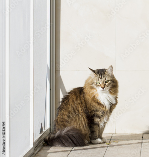 brown kitten with white siberian