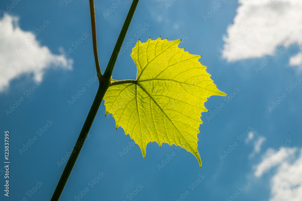 Obraz premium The sun is shining through the vine leaf . Background for design.