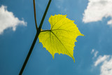 The sun is shining through the vine leaf . Background for design.