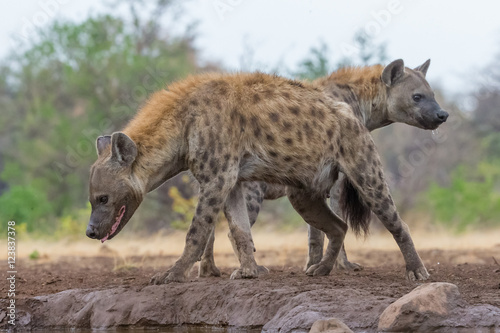 Hyänen am Wasserloch