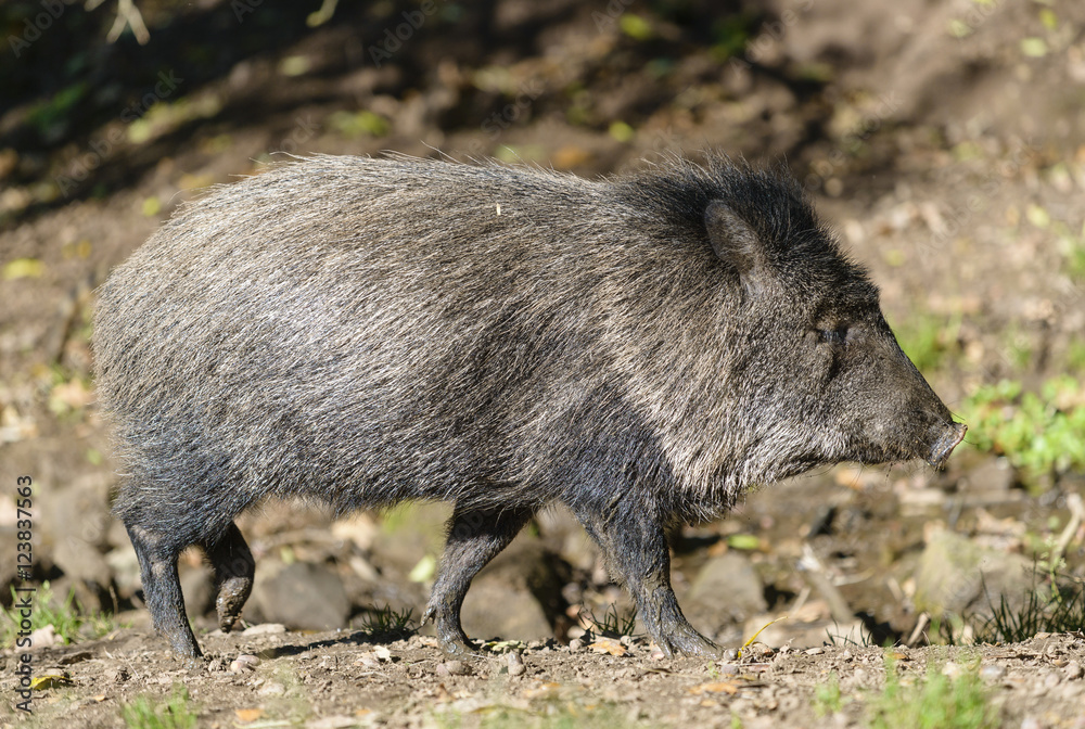Collared peccary (Pecari tajacu) Collared peccary (Pecari tajacu)