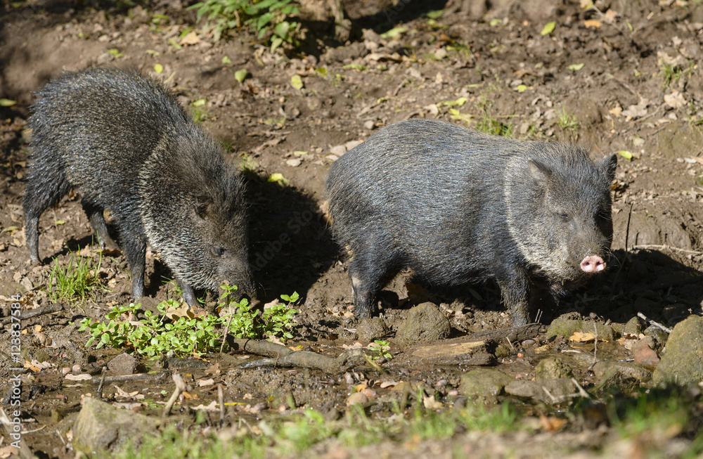 Collared peccary (Pecari tajacu)