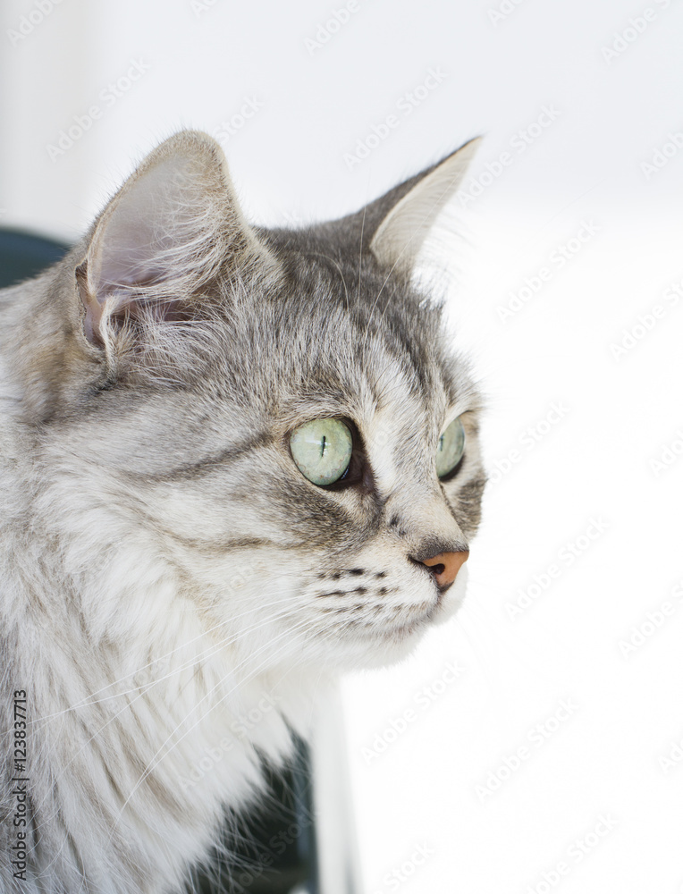 grey cat in the garden, siberian breed grey cat in the garden, siberian breed