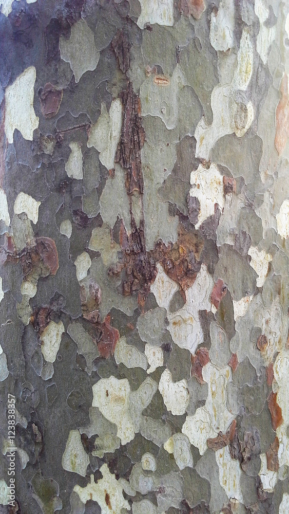 Mottled Sycamore Tree Bark And Trunk Background Or Texture, Close-up