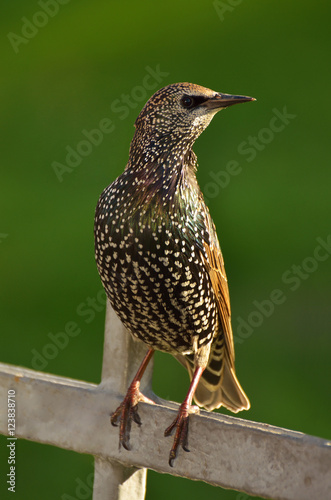 A Starling sat on the fence.