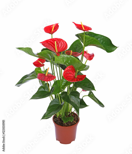 Anthurium rouge photo