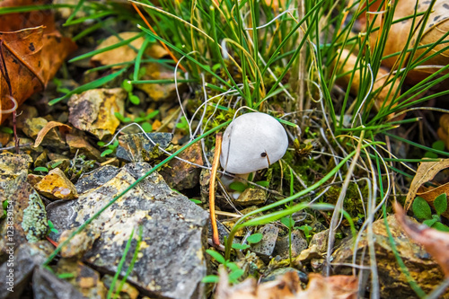 white mushroom growing in the grass, nature background, close-up