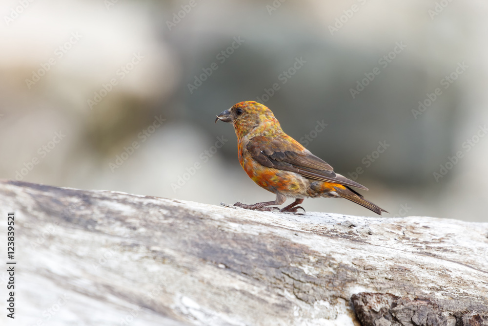 red crossbill