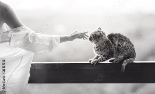 Fototapeta Naklejka Na Ścianę i Meble -  Sexy beautiful girl playing with a cat on a veranda