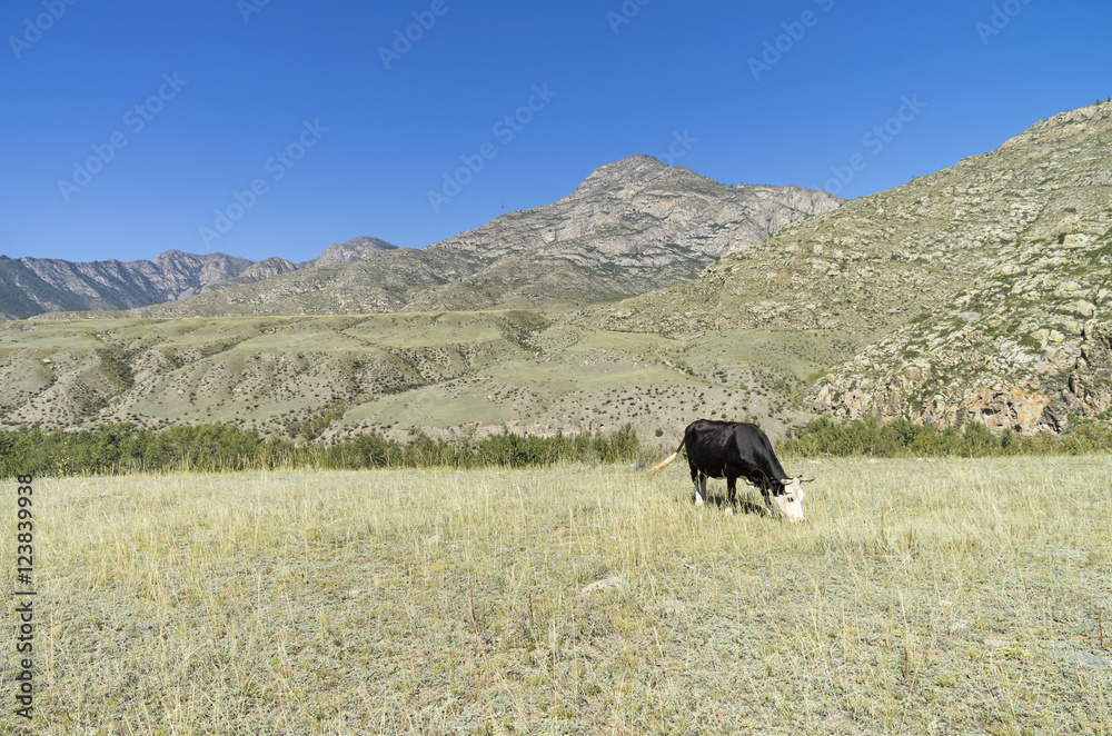 Obraz premium Black cow grazing in a mountain meadow. Altai, Russia.