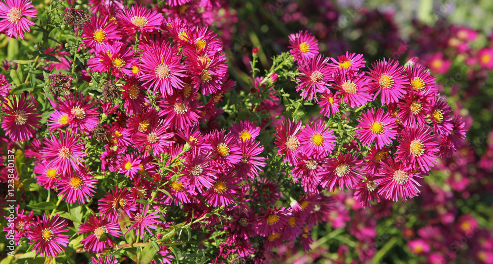 Aster