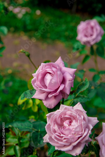 beautiful flowers of roses