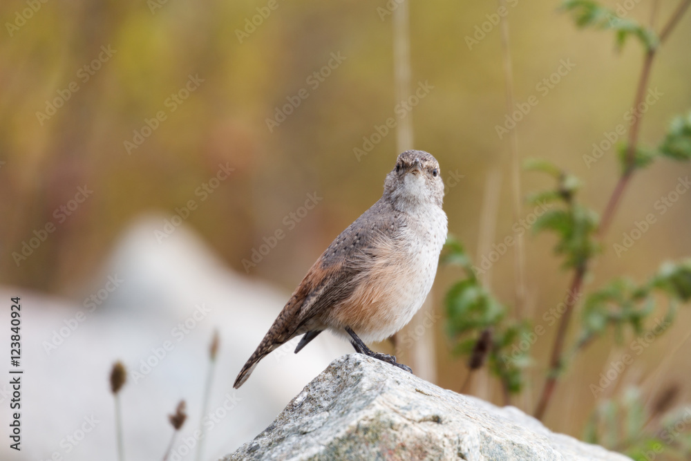 Rock Wren Rock Wren