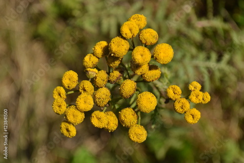 boerenwormkruid in de berm van een weg in de herfst