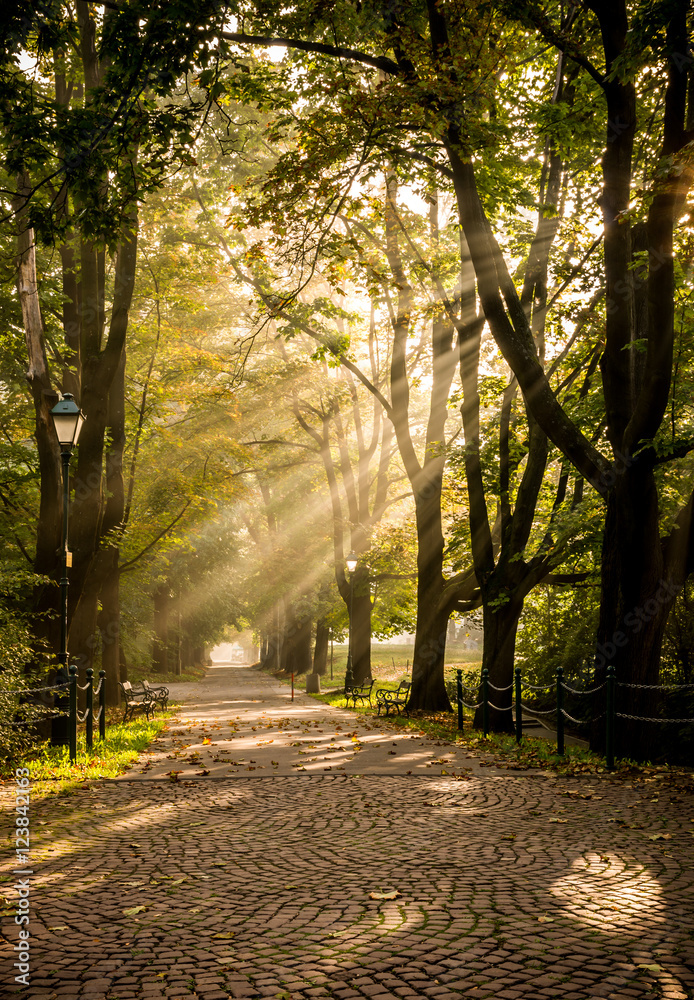 Fototapeta premium Park alley in the fog illuminated by the sun, with light beams visible