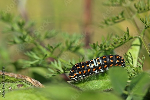 Jungraupe des Schwalbenschwanzes (Papilio machaon)   © Schmutzler-Schaub