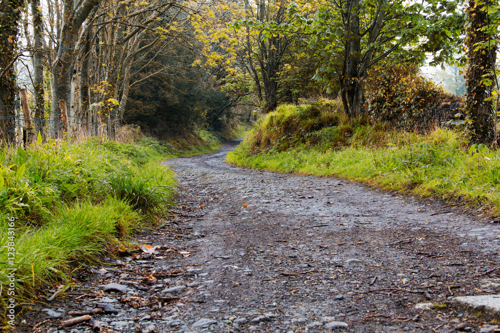 Fototapeta premium Countryside walk with path winding through trees