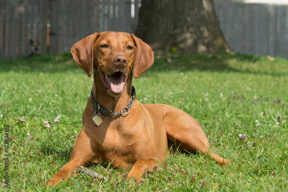 Dog Lying in Grass