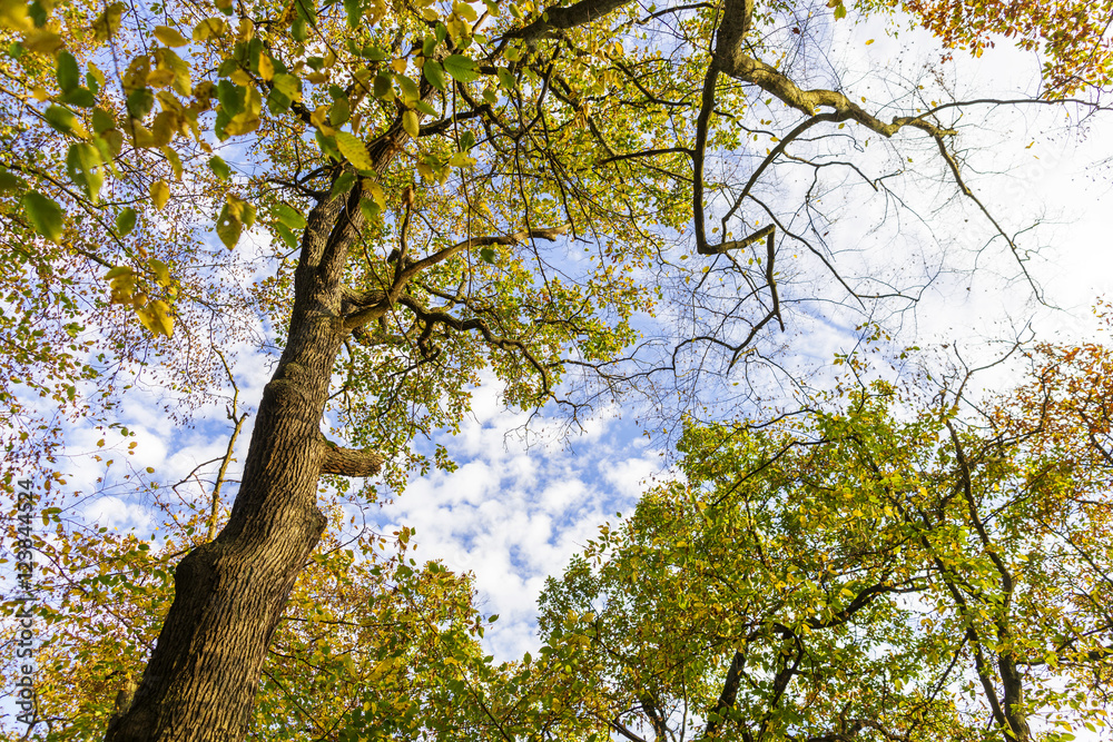 Obraz premium Herbst
